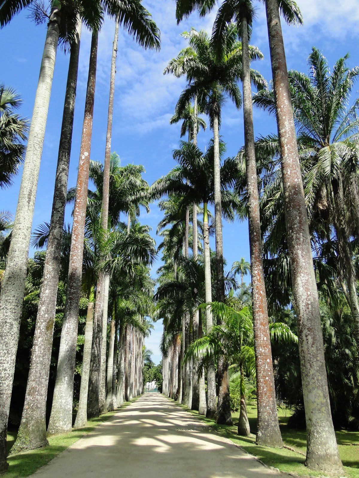 jardim_botanico